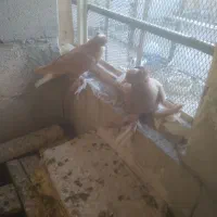 ساری  آغ قویروخ|پرنده|باسمنج, |دیوار