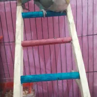 طوطی کوتوله برزیلی کوهچنار|پرنده|کوه چنار, |دیوار