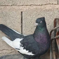 کبوتر .ماده سینه سیاه واکسی. فسا