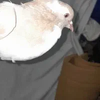 کفتر|پرنده|سبزوار, فیاض|دیوار