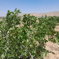 زمین باغ شهری ۱۰۰۰ متری باغ پسته ای واقع در داریون|فروش زمین و ملک کلنگی|شیراز, داریون|دیوار