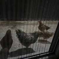 چوجه مرغ و خروس