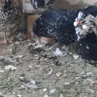 تخم مرغ نطفه دار گلین|حیوانات مزرعه|اصفهان, قهجاورستان|دیوار