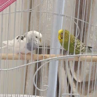 یک جفت مرغ عشق