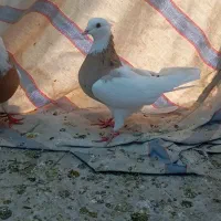 طوق زرد|پرنده|دره شهر, |دیوار