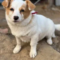 سگ ماده نژاد اشپیتز|سگ|ساری, |دیوار