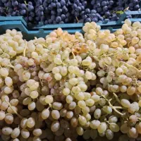 انگور سیاه رشه سردشت|خوردنی و آشامیدنی|شیراز, چوگیاه‎|دیوار