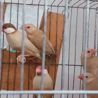 فنچ نرگسی شکلاتی با۳ عدد جوجه|پرنده|فردیس, قریشی|دیوار