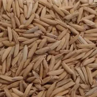 چلتوک . شلتوک  شمیم یک تن