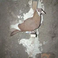 جفت گلی پلنگ