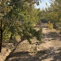 2000متر باغ ویلا سند دار|فروش زمین و ملک کلنگی|زرندیه, |دیوار