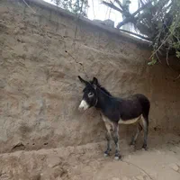 الاغ یا خر نر