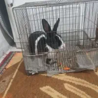 فروش خرگوش..