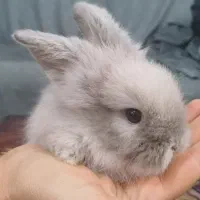 خرگوش|موش و خرگوش|کرمان, |دیوار