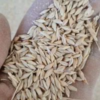 جو ایرانی ابی|حراج|زنده رود, |دیوار