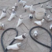 کبوتر طوقی|پرنده|سنندج, |دیوار