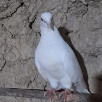 کبوتر فروشی