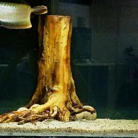 ماهی آروانا سیلور|ماهی|بندرعباس, |دیوار