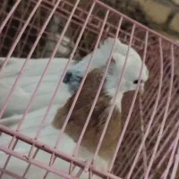 فروش پنج تا کفتر رنگی