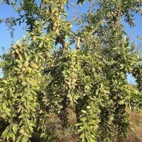 انواع نهال خاص و کمیاب|خدمات باغبانی و درختکاری|سیرجان, |دیوار