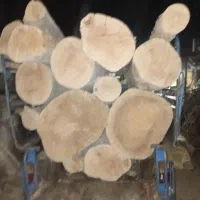 خریدار چوب با بالا ترین قیمت  چنار تبریزی باغی گرد