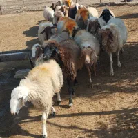 میش و قوچ  داشتی ( فروش به تعداد دلخواه مشتری)|حیوانات مزرعه|پلدختر, |دیوار