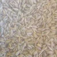 بهار|گل و گیاه طبیعی|دلگان, |دیوار