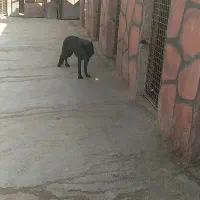 ماده ژرمن بلک|سگ|تهران, استاد معین|دیوار