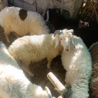 بره نر شیری وزن30ت40