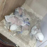 مولدکوتوله درجه یک معاوضه وفروش