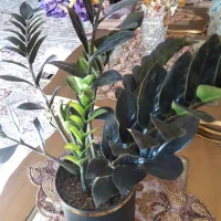 گل و گیاه|گل و گیاه طبیعی|اصفهان, طامه|دیوار