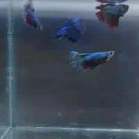 فروش پک های 5 عددی فایتر ماده