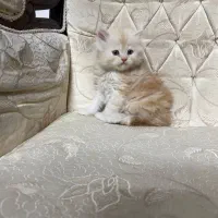 بچه گربه پرشین گلد|گربه|مشهد, شریف|دیوار