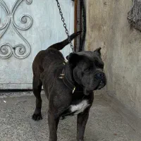 سگ کن کورسو اصیل ماده ۱۰ ماهه گارد کنکورسو کن کرسو