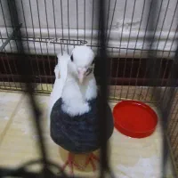 کبوتر