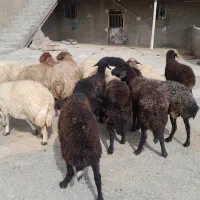 ۱۲راس شیشک۵راس میش دورگ