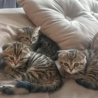 بچه گربه سه ماهه اسکاتیش سالم