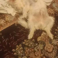 سگ شیتزو|سگ|خرمآباد, |دیوار