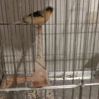 قناری کلاستر|پرنده|شهرکرد, |دیوار