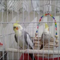 عروس هلندی نر و ماده جفت|پرنده|محمدشهر, ولدآباد|دیوار
