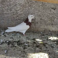 کبوتر کله ای و طوقی|پرنده|شاهینشهر, عطار|دیوار