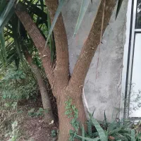 گل یوگا|گل و گیاه طبیعی|تالش, طولارود|دیوار