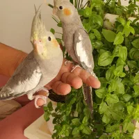 عروس هلندی  بالغ وجوجه|پرنده|گلبهار, شهر جدید گلبهار|دیوار