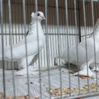 یک جفت قرمز گوز و تعدادی آغ پارپارلی