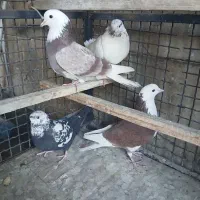 کفتر پرشی|پرنده|ری, شهید بهشتی|دیوار