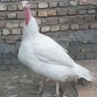 بوقلمون ماده نژاد دار|حیوانات مزرعه|تهران, شادآباد|دیوار