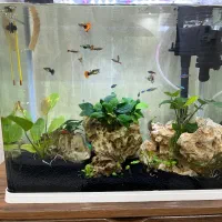 آکواریوم  شیشه خم دلسا k500