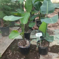 کارگر گلخانه شهرک گلخانه ای رشت|استخدام صنعتی، فنی، مهندسی|رشت, حومه رشت|دیوار