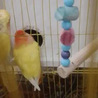 طوطی برزیلی