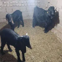 گوسفند|حیوانات مزرعه|داراب, |دیوار